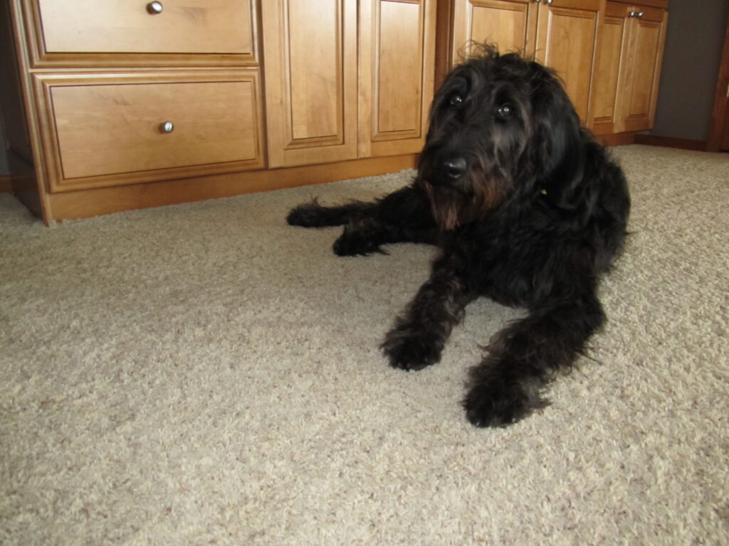 Carpet Cleaning Libertyville, IL